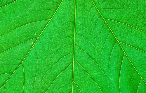 Sycamore (Acer pseudoplatanus), leaf, detail, Bergahorn, Blattdetail, [Pflanzen, plants,