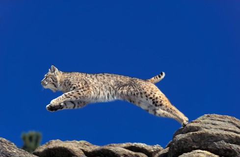 Bobcat (lynx rufus), Adult Leaping from Rocks, Canada, North America