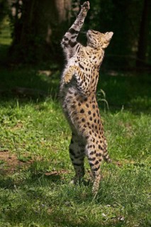 Serval (leptailurus serval), Adult hunting Bird