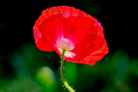 Red flower of the (Papaver nudicaule) with dew drops, Lower Saxony, Germany, Europe