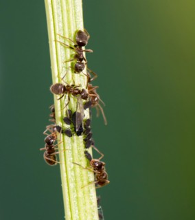 Lice and Ants on the stem of a flower
