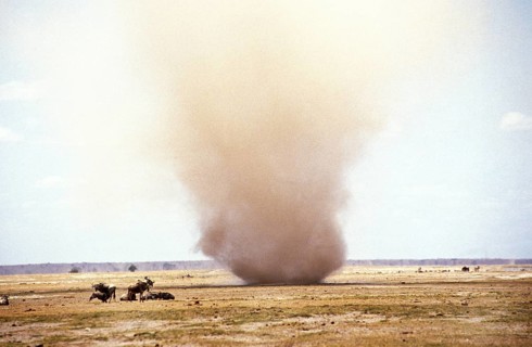 White-tailed gnu (connochaetes gnou), Sand Tornado, Kenya, Africa