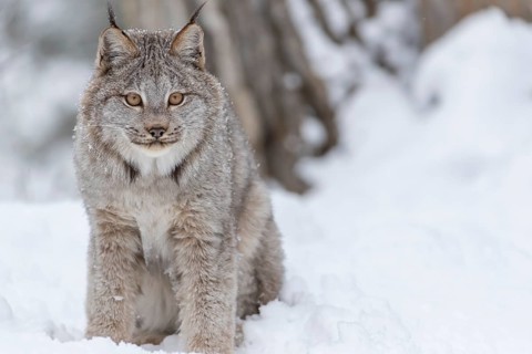 A bobcat hunts for prey in a snowy forest habitat