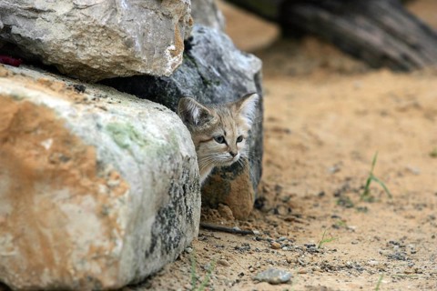 Sand Cat (felis margarita), Adult