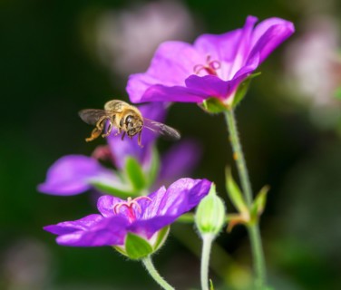 Flying bee at purple geranium flowers