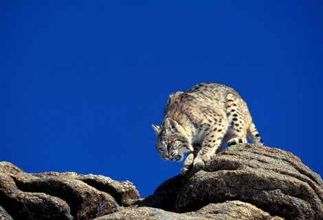 BOBCAT (lynx rufus), ADULT ON ROCKS, CANADA