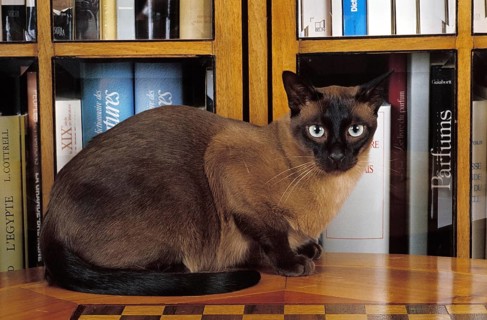TONKINESE DOMESTIC CAT, ADULT RESTING NEAR BOOKCASE