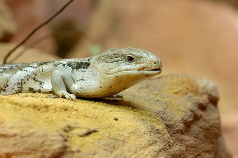 Blue-tongued skink