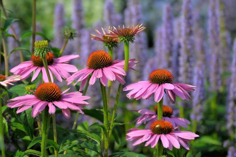 Purple cone flower (Echinacea purpurea)