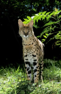 SERVAL (leptailurus serval), ERWACHSENER AUF GRAS