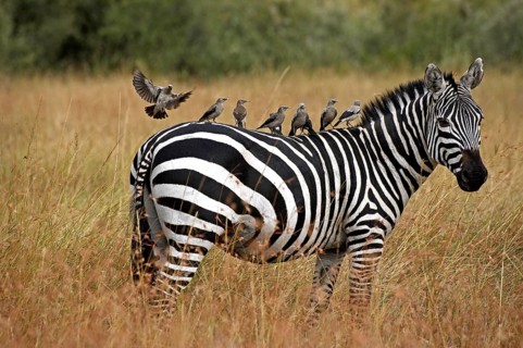 Burchell's Zebra (equus burchelli), Adult with Wattled starling on its Back, creatophora cinerea,