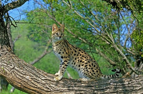 Serval (leptailurus serval), adult on branch