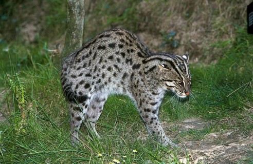 Fishing Cat (prionailurus viverrinus), Adult with Intimidation Behavior