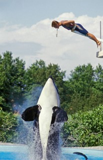 Killer Whale (orcinus orca), Marineland at Antibes in France