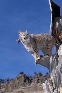 Bobcat (lynx rufus), Adult in Tree against Blue Sky, Canada, North America