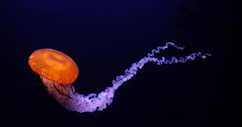 Black Jellyfish or Black Sea Nettle (chrysaora achlyos), Pacific Ocean, Seawater Aquarium in France
