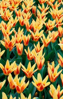 Tulips 'Corona' (Tulips kaufmanniana) (Europe) (Netherlands) (Plants) (Flowers) (Lily family)