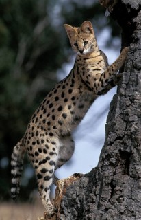 SERVAL (leptailurus serval), ADULT STANDING ON HIND LEGS