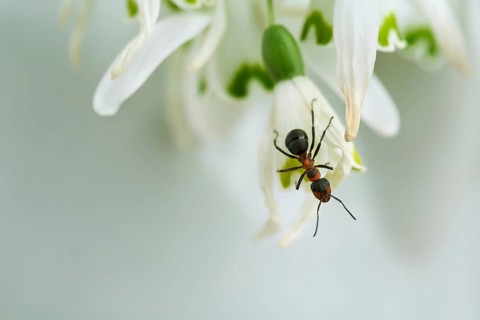 Close-up of forest ant on snowdrop flower