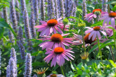 Purple cone flower (Echinacea purpurea)