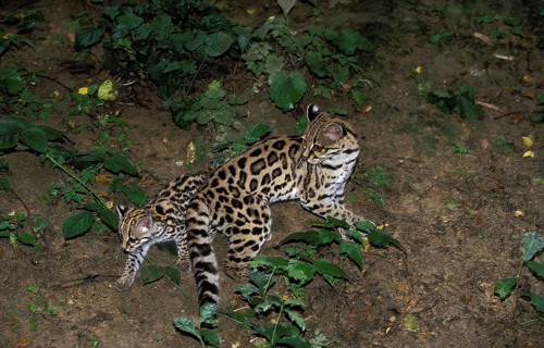 Margay (leopardus wiedii), mother with kitten