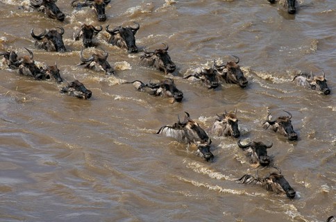 Blue wildebeest (connochaetes taurinus), herd crossing the Mara River during reflection, Masai Mara