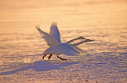 Whooper swan (cygnus cygnus), pair taking off from frozen lake, Hokkaido Island, Japan, Asia