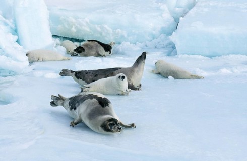 Harp Seal (pagophilus groenlandicus), Females with Pup on Ice Field, Magdalena Island in Canada