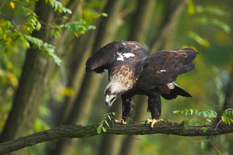 Eastern Imperial Eagle (Aquila heliaca), Marchauen, Lower Austria, Austria, Europe