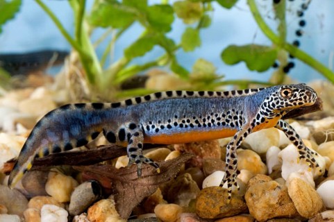 Alpine newt (Triturus alpestris), male