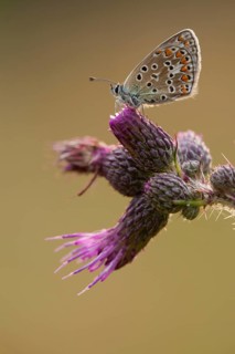 Gemeines (Polyommatus icarus) Blau, Germany, Europe