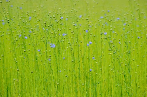 Common Flax (Linum usitatissimum)