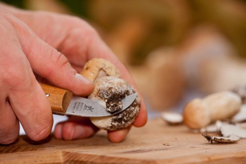 King bolete (Boletus edulis) mushroom cleaning, mushroom knife, hand, Rhineland-Palatinate,