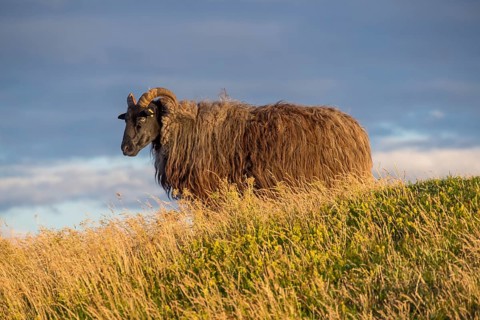 Wild sheep (Ovis) in the evening light, Helgoland