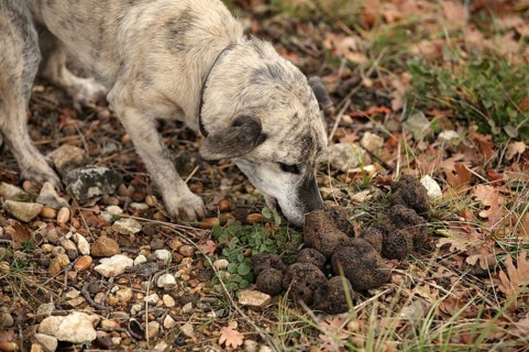 TRUFFLE DOG WITH TRUFFLES, TRUFFLE GATHERING IN DROME IN FRANCE