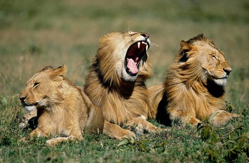 African Lion (panthera leo), Juvenile Males laying on Grass, Yawning, Masai Mara Park in Kenya