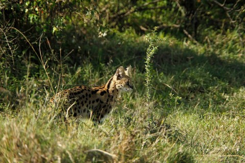 Serval (leptailurus serval), Adult standing in Long Grass, Masai Mara Park in Kenya