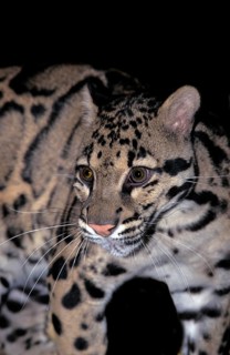 CLOUDED LEOPARD (neofelis nebulosa), PORTRAIT OF ADULT