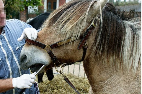 Horse Dentist with a Norwegian Fjord Horse
