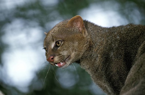 Jaguarundi, herpailurus yaguarondi, portrait of an adult