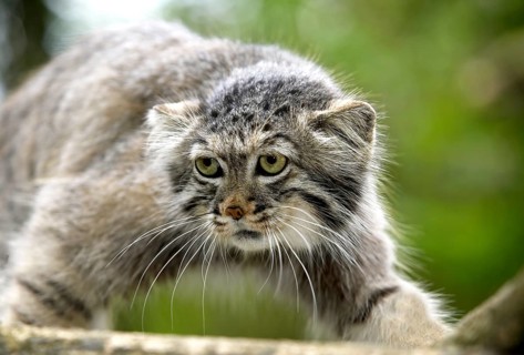 Pallas's cat (otocolobus manul) or Pallas' cat, adult on branch