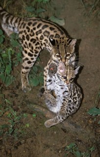 Margay (leopardus wiedii), mother with cubs