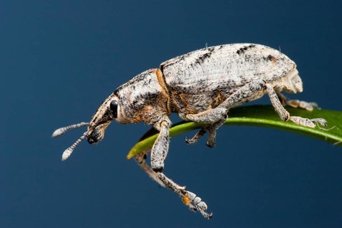 Sluggish weevil (Cleonus piger), Germany, Europe