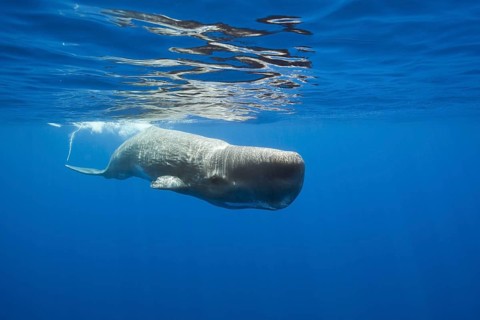 Sperm Whale (Physeter macrocephalus), Port Elizabeth, South Africa, Africa