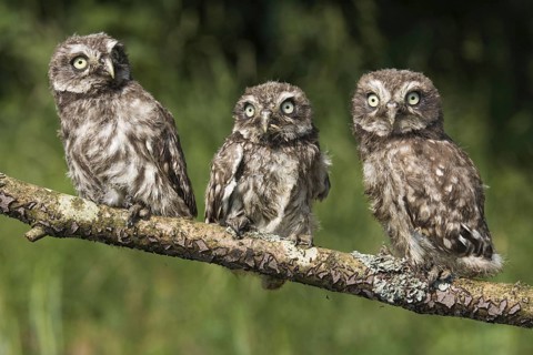 Little owls (Athene noctua), branchlings, Germany, Europe