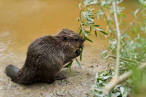 European beaver (Castor fiber), juvenile, Rosenheim, Bavaria, Germany, Europe