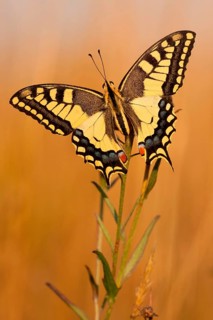 Swallowtail (Papilio machaon) North Rhine-Westphalia, Germany, Europe