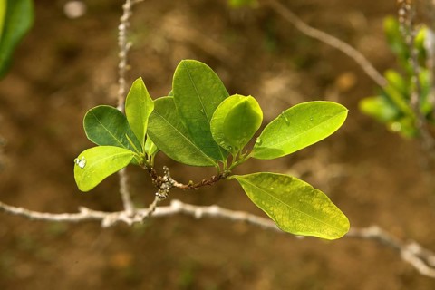 COCA-PLANTAGE (erythroxylum coca), COCAIN-producing LEAVES, PERU