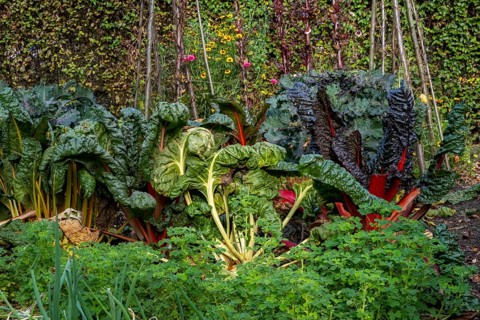 Autumn kitchen garden
