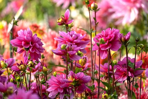 Dahlia bed